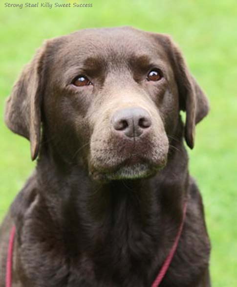 Лабрадор Strong Stael Killy Sweet Success