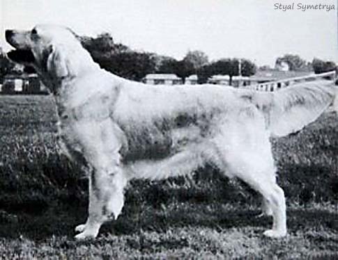 Styal Symetrya