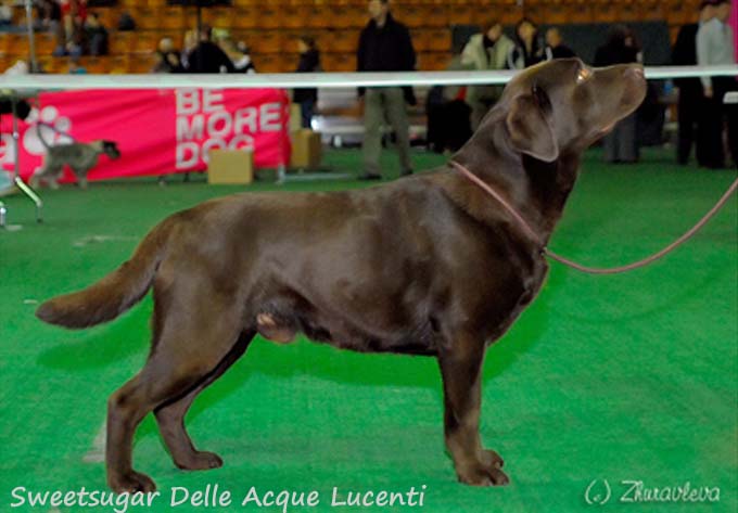 лабрадор Sweetbrownsugar Delle Acque Lucenti фото