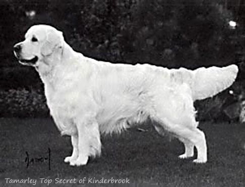 Tamarley Top Secret Of Kinderbrook