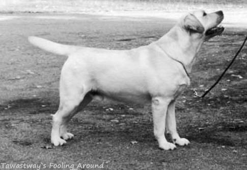 Лабрадор Tawastway's Fooling Around