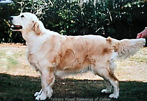 Telkaro Royal Romance of Colbar