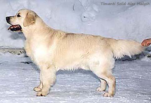 Timanti Solid Alex Malysh