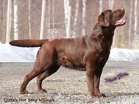 Tjotte's Hot Sexy N'Single