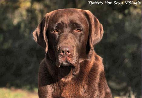 Tjotte's Hot Sexy N'Single