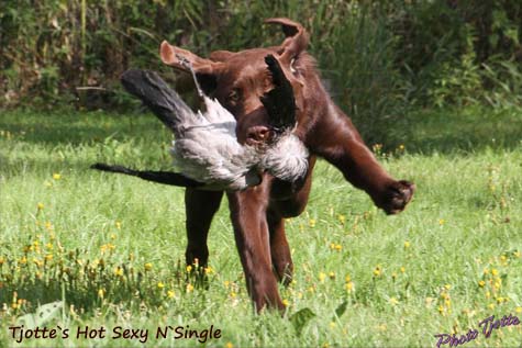 Tjotte's Hot Sexy N'Single
