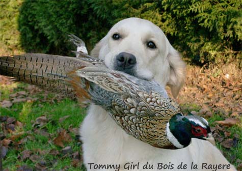 Tommy Girl du Bois de la Layere