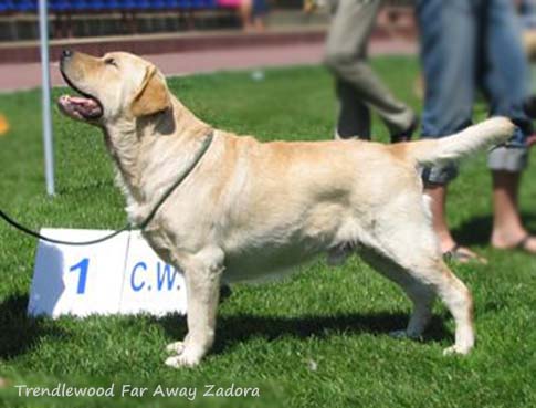 Trendlewood Far Away Zadora