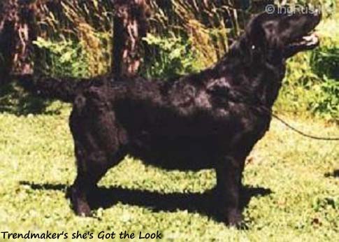 Лабрадор Trendmaker's she's Got the Look