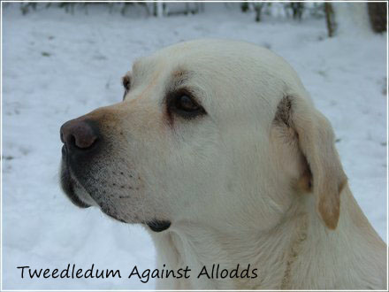 Лабрадор палевый Tweedledum Against Allodds