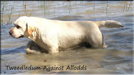 Лабрадор палевый Tweedledum Against Allodds