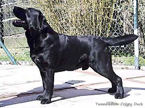 Лабрадор Tweedledum Crispy Duck