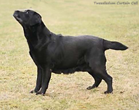 Лабрадор Tweedledum Curtain Call