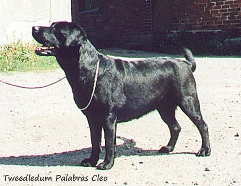Лабрадор Tweedledum Palabras Cleo