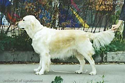 Unfearful of Lyndiewood
