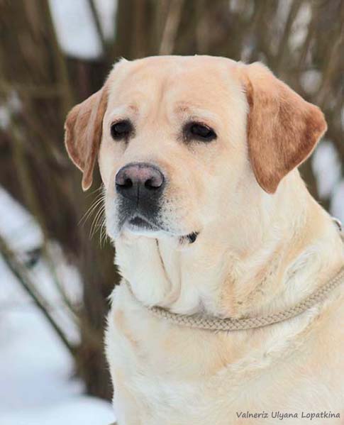 Valneriz Ulyana Lopatkina