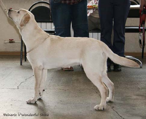 Valneriz V`Wonderful Shine