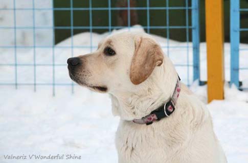 Valneriz V`Wonderful Shine