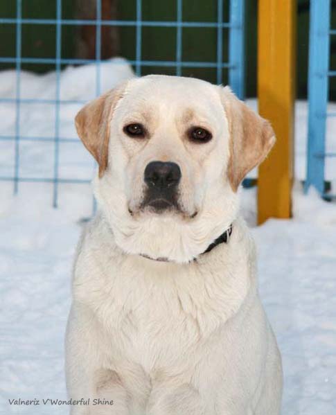 Valneriz V`Wonderful Shine