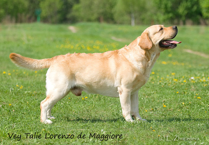 Лабрадор Vey Talie Lorenzo de Maggiore