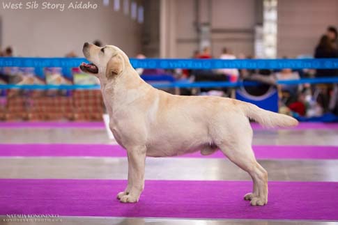 Лабрадор West Sib Story Aidaho