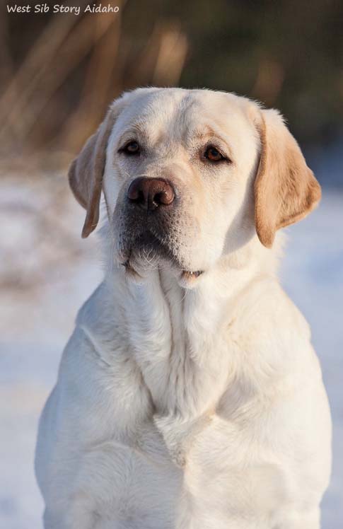 Лабрадор West Sib Story Aidaho
