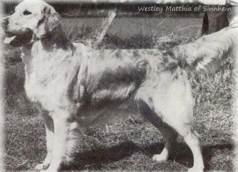 Westley Matthia of Sinnhein 