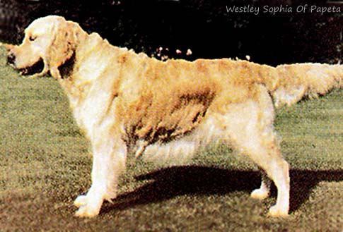 Westley Sophia Of Papeta
