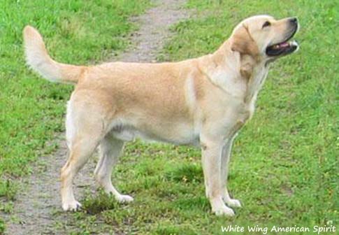 White Wing American Spirit