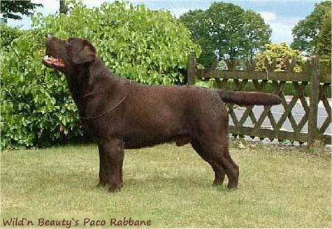 Лабрадор Wild' N Beauty's Paco Rabanne