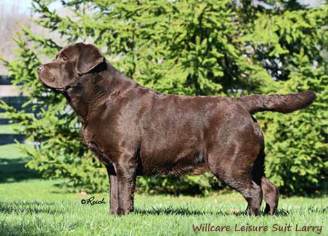 Лабрадор Wilcare Leisure Suit Larry