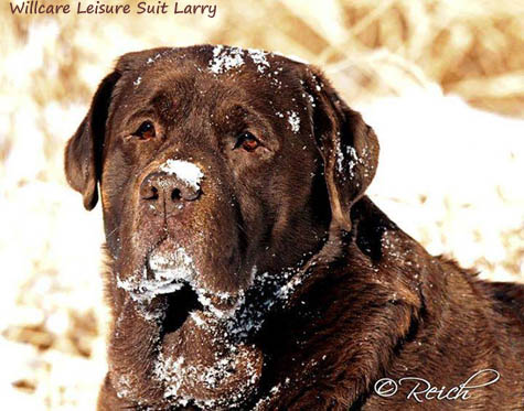 Лабрадор Wilcare Leisure Suit Larry