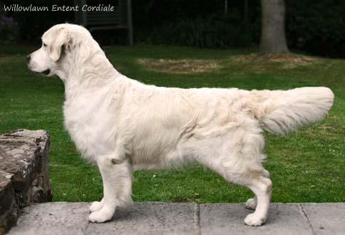 Willowlawn Entent Cordiale