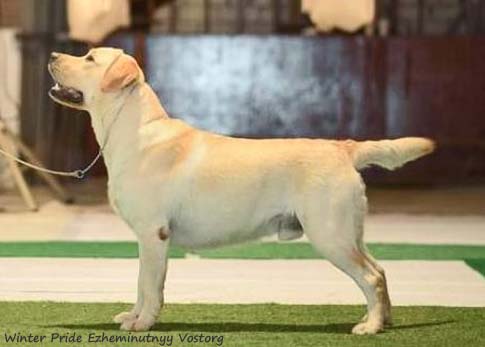 Лабрадор Winter Pride Ezheminutnyy Vostorg