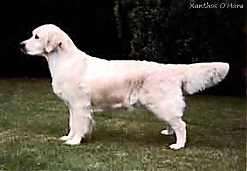 Xanthos O'Hara