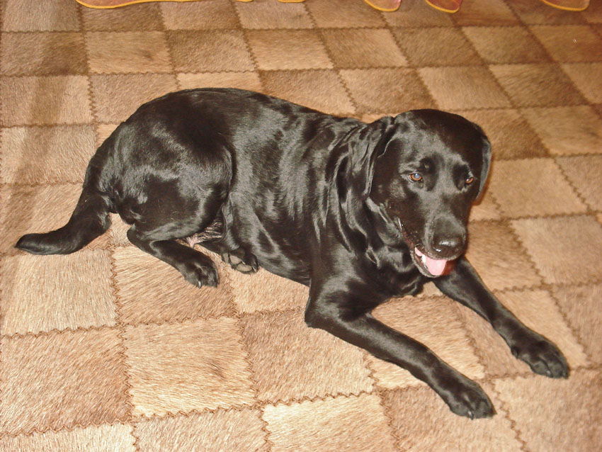 Лабрадор фото