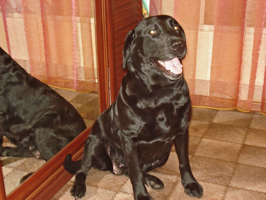Лабрадор черный фото