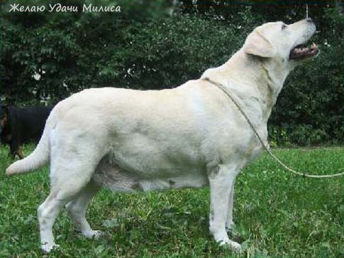 Лабрадор Желаю Удачи Милиса