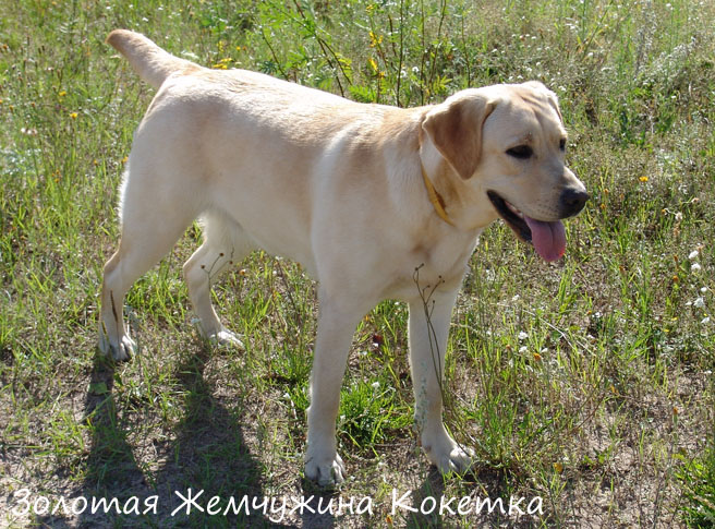 Лабрадор палевый