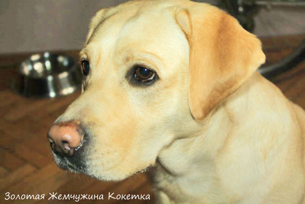 Лабрадор фото