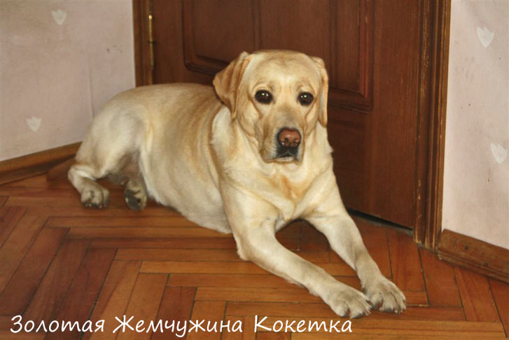 Лабрадор золотистый