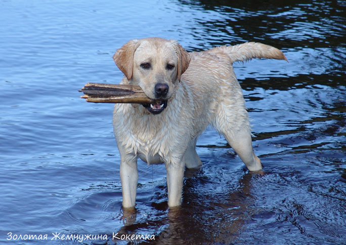 Лабрадор ретривер