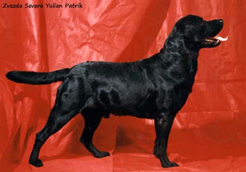 Zvezda Severa Yulian Patrik