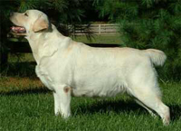 Лабрадор черный Lindall Russian Rhythm