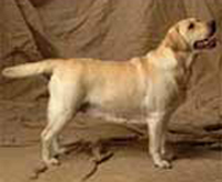 Лабрадор Lejie Vanity Fair