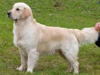 Фото ретривера Sansibiliti Strim Gold