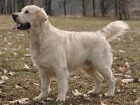 Фото ретривера Tyrol Victorious Voyager