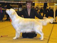 Фото ретривера Dream Max Pulp Fuction