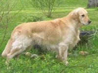 Фото ретривера Makuuni Enrico 