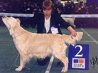 Фото ретривера Dream Max Easter Melody